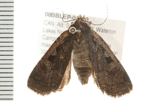  ( - 08BBLEP-04790)  @12 [ ] CreativeCommons - Attribution (2009) CBG Photography Group Centre for Biodiversity Genomics