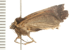  ( - 08BBLEP-04791)  @12 [ ] CreativeCommons - Attribution (2009) CBG Photography Group Centre for Biodiversity Genomics