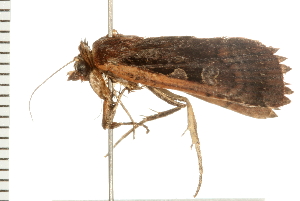  ( - 08BBLEP-04793)  @12 [ ] CreativeCommons - Attribution (2009) CBG Photography Group Centre for Biodiversity Genomics