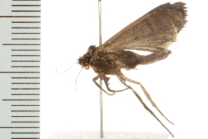  ( - 08BBLEP-04794)  @12 [ ] CreativeCommons - Attribution (2009) CBG Photography Group Centre for Biodiversity Genomics