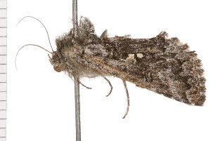  ( - 08BBLEP-05054)  @12 [ ] CreativeCommons - Attribution (2009) CBG Photography Group Centre for Biodiversity Genomics