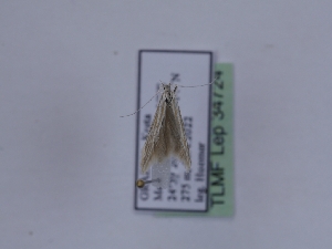  ( - TLMF_Lep_34724)  @11 [ ] CreativeCommons - Attribution Non-Commercial Share-Alike (2023) Peter Huemer Tiroler Landesmuseum