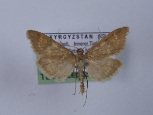  (Mecyna salangalis - TLMF_Lep_36669)  @11 [ ] CreativeCommons - Attribution Non-Commercial Share-Alike (2023) Peter Huemer Tiroler Landesmuseum