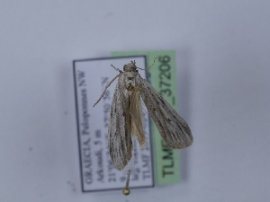  ( - TLMF_Lep_37206)  @11 [ ] CreativeCommons - Attribution Non-Commercial Share-Alike (2023) Peter Huemer Tiroler Landesmuseum