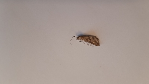  (Evergestis spiniferalis - TLMF_Lep_38066)  @11 [ ] CreativeCommons - Attribution Non-Commercial Share-Alike (2023) Peter Huemer Tiroler Landesmuseum