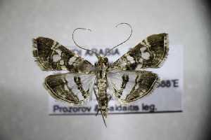  (Chabulina tenera - TLMF_Lep_45033)  @11 [ ] CreativeCommons - Attribution Non-Commercial Share-Alike (2024) Toni Mayr Tiroler Landesmuseum