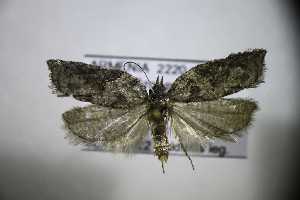  ( - TLMF_Lep_45073)  @11 [ ] CreativeCommons - Attribution Non-Commercial Share-Alike (2024) Toni Mayr Tiroler Landesmuseum