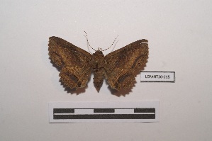  ( - LEPANT20-215)  @12 [ ] Copyright (2021) Nicolas Moulin Research Collection of Nicolas Moulin