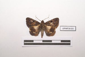  (Melipotis gubernata - LEPANT20-221)  @11 [ ] Copyright (2021) Nicolas Moulin Research Collection of Nicolas Moulin