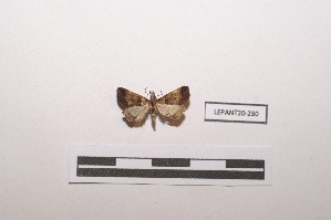  (Phalaenophana eudorealis - LEPANT20-230)  @11 [ ] Copyright (2021) Nicolas Moulin Research Collection of Nicolas Moulin