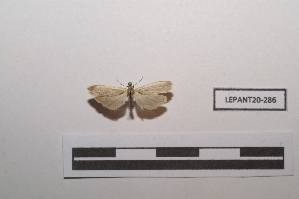  (Phaeosia - LEPANT20-286)  @11 [ ] Copyright (2021) Nicolas Moulin Research Collection of Nicolas Moulin