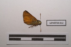  (Choranthus vitellius - LEPANT20-312)  @11 [ ] Copyright (2021) Nicolas Moulin Research Collection of Nicolas Moulin