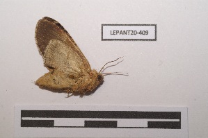  (Dasylophia lucia - LEPANT20-409)  @11 [ ] Copyright (2021) Nicolas Moulin Research Collection of Nicolas Moulin