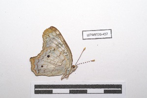  (Anartia jatrophae intermedia - LEPANT20-457)  @11 [ ] Copyright (2021) Nicolas Moulin Research Collection of Nicolas Moulin