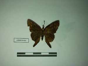  (Cecropterus obscurus - LEPANT20-613)  @11 [ ] Copyright (2023) Nicolas Moulin Research Collection of Nicolas Moulin