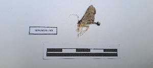  ( - LEPANT20-730)  @11 [ ] Copyright (2024) Nicolas Moulin Research Collection of Nicolas Moulin