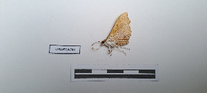  ( - LEPANT20-748)  @11 [ ] Copyright (2024) Nicolas Moulin Research Collection of Nicolas Moulin