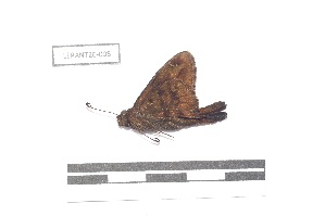  (Cecropterus obscurus - LEPANT20-008)  @11 [ ] Copyright (2020) Nicolas Moulin Research Collection of Nicolas Moulin