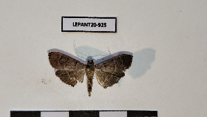  ( - LEPANT20-925)  @11 [ ] Copyright (2025) Nicolas Moulin Research Collection of Nicolas Moulin