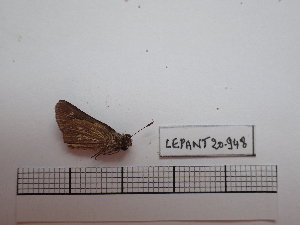  ( - LEPANT20-948)  @11 [ ] Copyright (2025) Francis Deknuydt Personal Collection of Francis Deknuydt