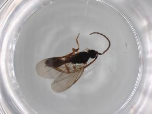  ( - BIOUG76387-A02)  @11 [ ] CreativeCommons - Attribution (2022) Centre for Biodiversity Genomics Centre for Biodiversity Genomics