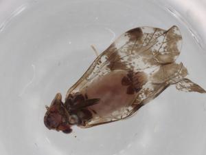  ( - BIOUG76393-E12)  @11 [ ] CreativeCommons - Attribution (2022) Centre for Biodiversity Genomics Centre for Biodiversity Genomics