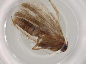  ( - BIOUG76394-A02)  @11 [ ] CreativeCommons - Attribution (2022) Centre for Biodiversity Genomics Centre for Biodiversity Genomics