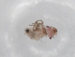  ( - BIOUG78301-B10)  @11 [ ] CreativeCommons - Attribution (2022) Centre for Biodiversity Genomics Centre for Biodiversity Genomics