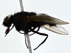  ( - BIOUG79401-A02)  @11 [ ] CreativeCommons - Attribution (2022) CBG Photography Group Centre for Biodiversity Genomics