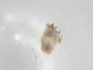  ( - BIOUG79459-A02)  @11 [ ] CreativeCommons - Attribution (2022) Centre for Biodiversity Genomics Centre for Biodiversity Genomics