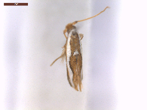  ( - CLV771016)  @11 [ ] CreativeCommons  Attribution Non-Commercial Share-Alike (2019) Carlos Lopez Vaamonde Institut National de la Recherche Agronomique, Zoologie Forestiere