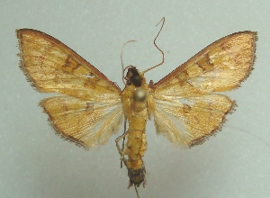  (Prenesta scyllalis - KLM Lep 04004)  @13 [ ] CreativeCommons  Attribution Non-Commercial Share-Alike (2015) Christian Wieser Landesmuseum K&auml;rnten