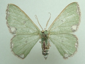  (Oospila tricamerata - KLM Lep 04281)  @14 [ ] CreativeCommons  Attribution Non-Commercial Share-Alike (2015) Christian Wieser Landesmuseum Kärnten
