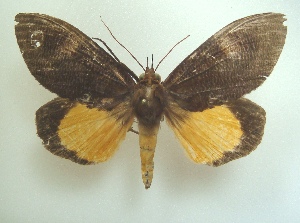  ( - KLM Lep 04373)  @13 [ ] CreativeCommons  Attribution Non-Commercial Share-Alike (2015) Christian Wieser Landesmuseum K&auml;rnten