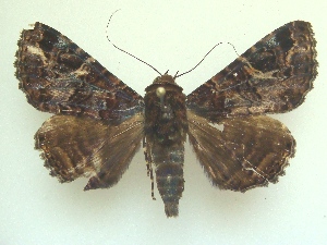  (Metria pacifica - KLM Lep 04377)  @14 [ ] CreativeCommons  Attribution Non-Commercial Share-Alike (2015) Christian Wieser Landesmuseum K&auml;rnten