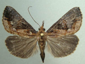  ( - KLM Lep 04510)  @14 [ ] CreativeCommons  Attribution Non-Commercial Share-Alike (2015) Christian Wieser Landesmuseum K&auml;rnten