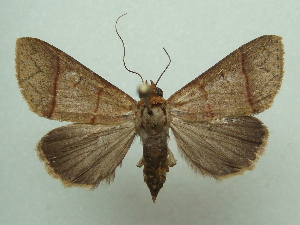  (Baniana ypita - KLM Lep 04537)  @15 [ ] CreativeCommons  Attribution Non-Commercial Share-Alike (2015) Christian Wieser Landesmuseum K&auml;rnten