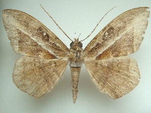  (Hemeroblemma opigena pandrosa - KLM Lep 04562)  @13 [ ] CreativeCommons  Attribution Non-Commercial Share-Alike (2015) Christian Wieser Landesmuseum K&auml;rnten