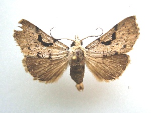  (Herminodes concatenalis - KLM Lep 04591)  @13 [ ] CreativeCommons  Attribution Non-Commercial Share-Alike (2015) Christian Wieser Landesmuseum K&auml;rnten