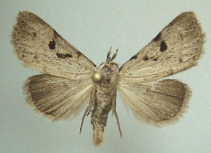  ( - KLM Lep 04592)  @13 [ ] CreativeCommons  Attribution Non-Commercial Share-Alike (2015) Christian Wieser Landesmuseum K&auml;rnten