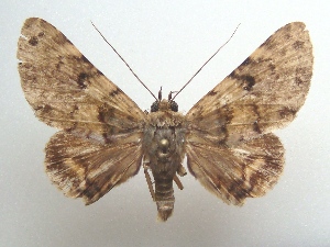  ( - KLM Lep 04644)  @15 [ ] CreativeCommons  Attribution Non-Commercial Share-Alike (2015) Christian Wieser Landesmuseum K&auml;rnten