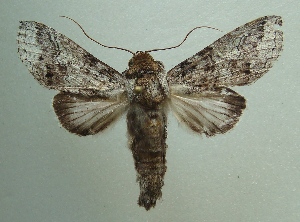  (Sericochroa extranea - KLM Lep 04725)  @13 [ ] CreativeCommons  Attribution Non-Commercial Share-Alike (2015) Christian Wieser Landesmuseum Kärnten