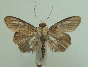  ( - KLM Lep 05496)  @14 [ ] CreativeCommons  Attribution Non-Commercial Share-Alike (2015) Christian Wieser Landesmuseum K&auml;rnten