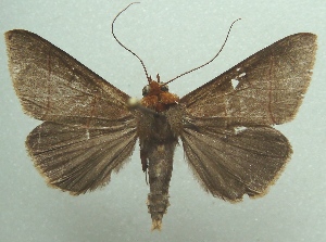  ( - KLM Lep 05792)  @15 [ ] CreativeCommons  Attribution Non-Commercial Share-Alike (2016) Christian Wieser Landesmuseum K&auml;rnten