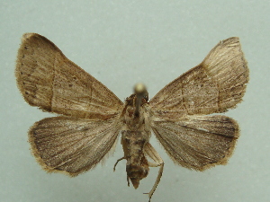  ( - KLM Lep 05806)  @12 [ ] CreativeCommons  Attribution Non-Commercial Share-Alike (2016) Christian Wieser Landesmuseum K&auml;rnten