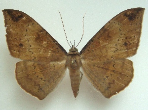  ( - KLM Lep 05820)  @13 [ ] CreativeCommons  Attribution Non-Commercial Share-Alike (2016) Christian Wieser Landesmuseum K&auml;rnten