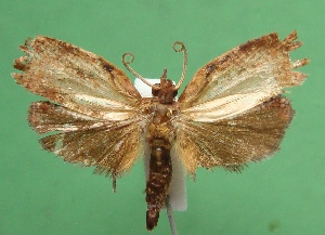  (Amorbia sp. ABV2323 - KLM Lep 05882)  @13 [ ] CreativeCommons  Attribution Non-Commercial Share-Alike (2016) Christian Wieser Landesmuseum Kärnten