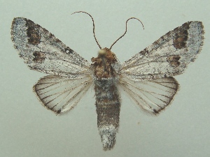  (Sericochroa paratenuis - KLM Lep 06484)  @14 [ ] CreativeCommons  Attribution Non-Commercial Share-Alike (2017) Christian Wieser Landesmuseum Kärnten