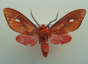  ( - KLM Lep 06557)  @11 [ ] CreativeCommons  Attribution Non-Commercial Share-Alike (2017) Christian Wieser Landesmuseum K&auml;rnten