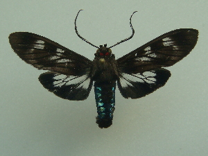  ( - KLM Lep 06567)  @11 [ ] CreativeCommons  Attribution Non-Commercial Share-Alike (2017) Christian Wieser Landesmuseum K&auml;rnten